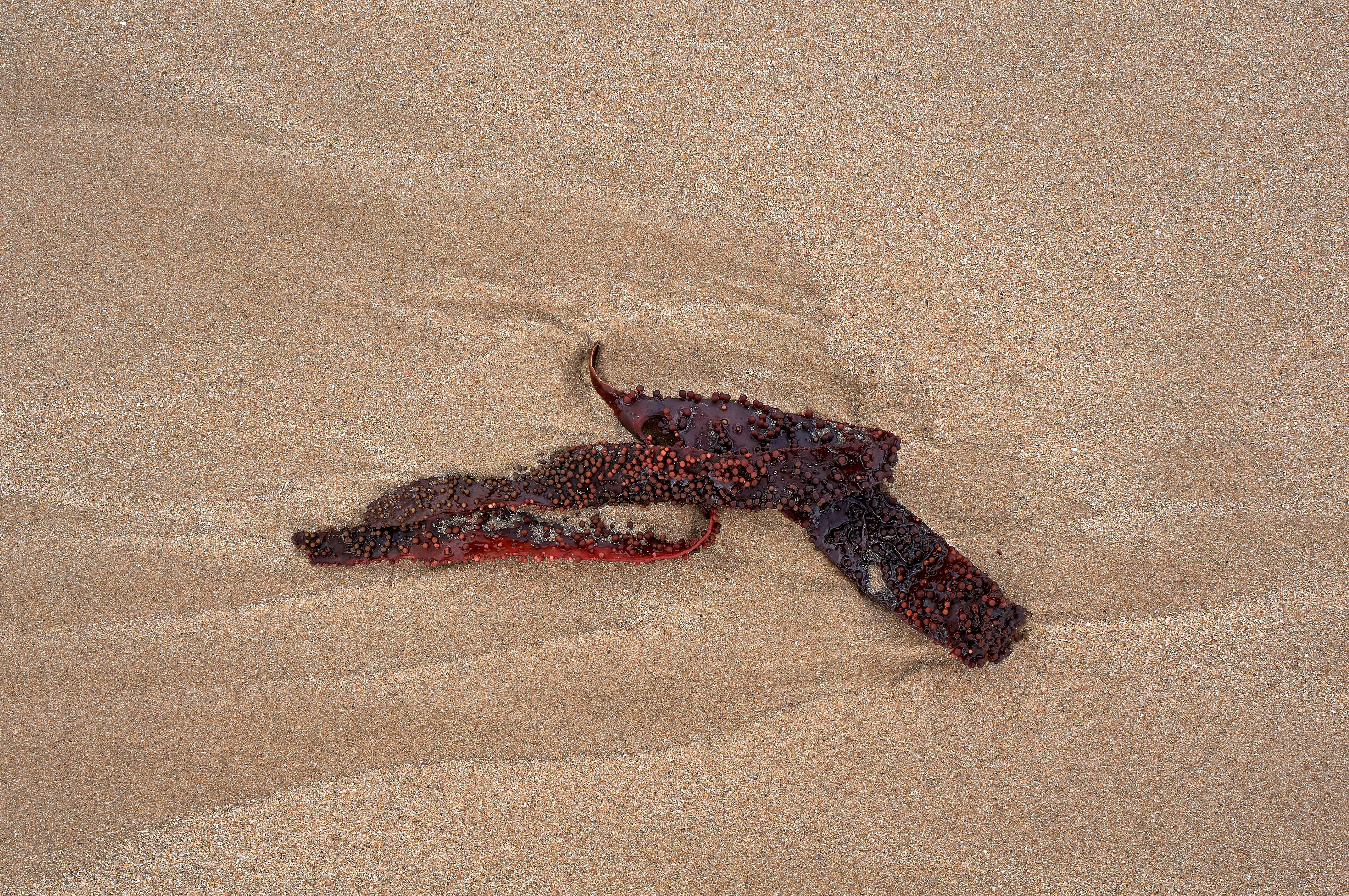 black and red animal on brown sand